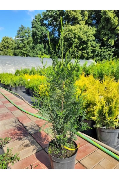 Туя складчатая Атровиренс - 5л/вис.60-80см/Ø20-25см